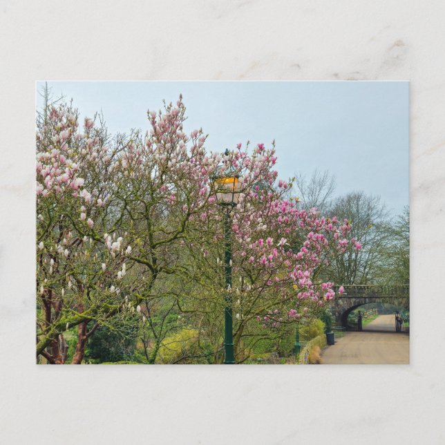 Flowers Postcard (Front)