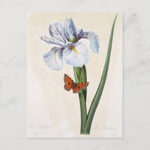 Flowers Postcard 8