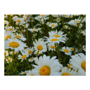 Flowers Poster