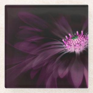 Flowers Purple Daisy Glass Coaster