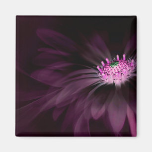 Flowers   Purple Daisy Magnet