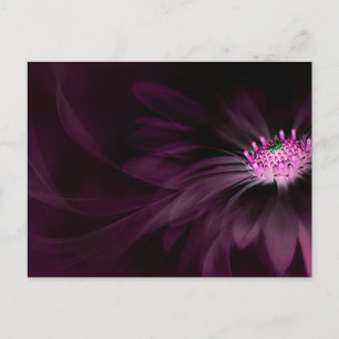 Flowers Purple Daisy Postcard