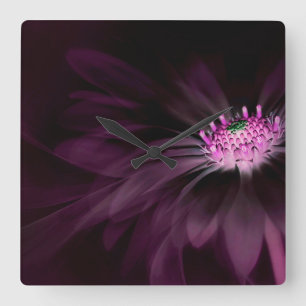 Flowers   Purple Daisy Square Wall Clock