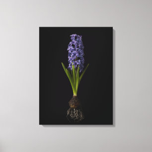 Flowers   Purple Hyacinth Bulb Canvas Print