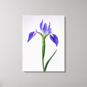 Flowers Purple Iris Flower Canvas Print