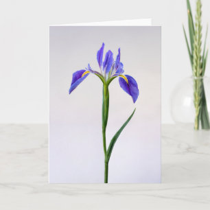 Flowers   Purple Iris Flower Card