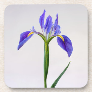 Flowers   Purple Iris Flower Coaster