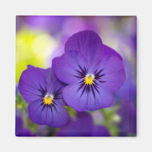 Flowers   Purple Pansies Magnet