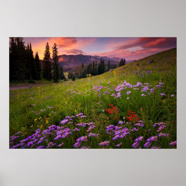 Flowers | Purple Wildflowers Colorado Poster (Front)