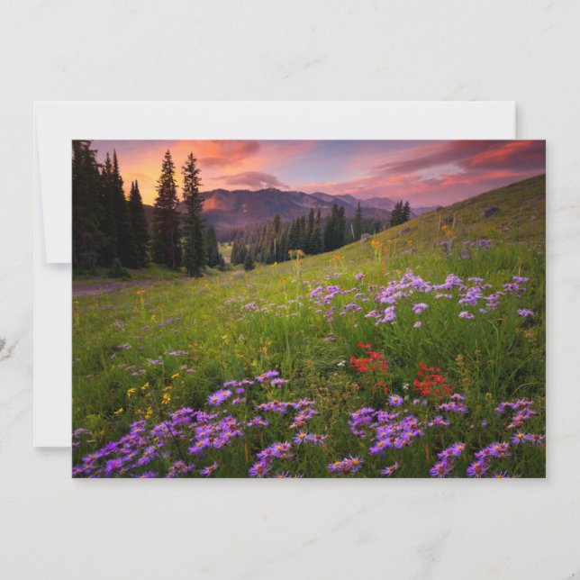 Flowers | Purple Wildflowers Colorado Thank You Card (Front)