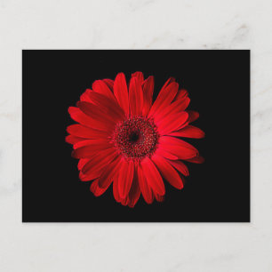 Flowers   Red Gerbera Daisy Postcard