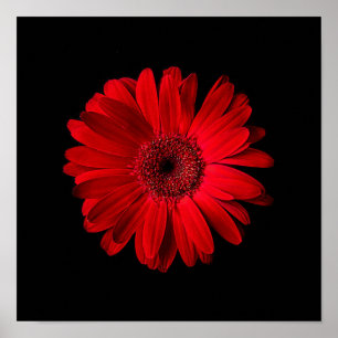 Flowers Red Gerbera Daisy Poster
