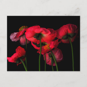 Flowers   Red Poppies Postcard