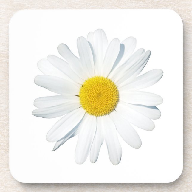 Flowers | Single Daisy Coaster (Front)