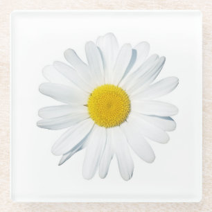 Flowers   Single Daisy Glass Coaster