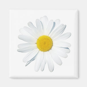 Flowers Single Daisy Magnet