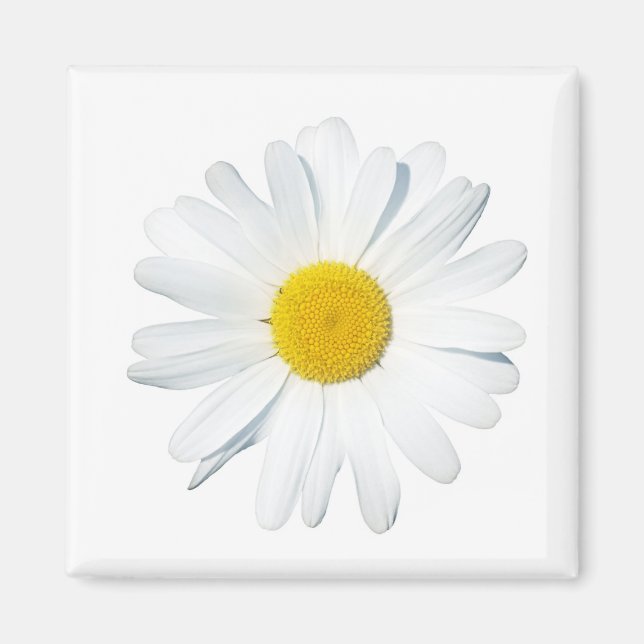 Flowers | Single Daisy Magnet (Front)