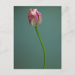 Flowers   Single Tulip Flower Postcard