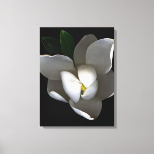 Flowers Single White Magnolia Blossom Canvas Print