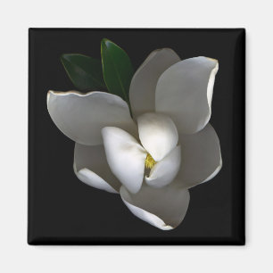 Flowers Single White Magnolia Blossom Magnet