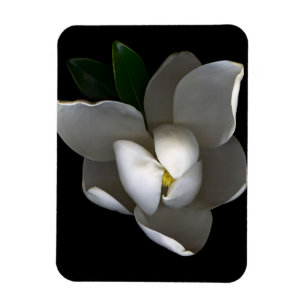Flowers Single White Magnolia Blossom Magnet