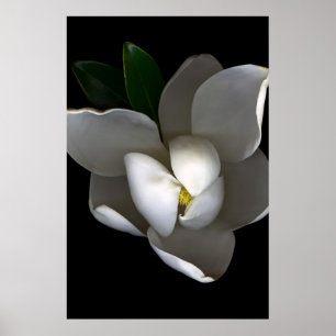 Flowers   Single White Magnolia Blossom Poster