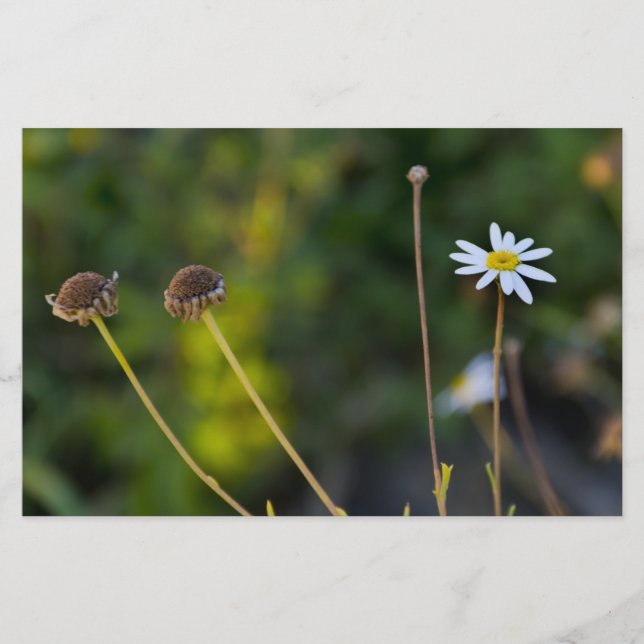 Flowers Stationery (Front)