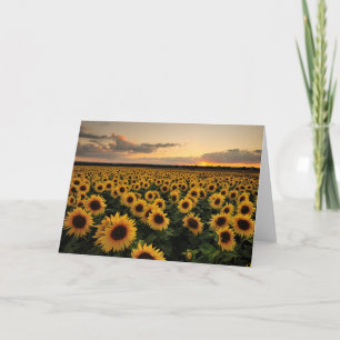 Flowers Sunflower Field Card