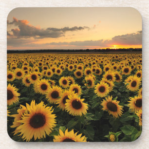 Flowers   Sunflower Field Coaster
