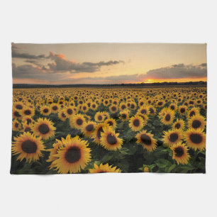 Flowers   Sunflower Field Kitchen Towel