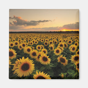 Flowers Sunflower Field Magnet