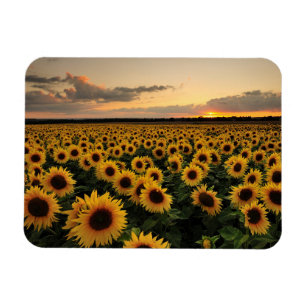 Flowers Sunflower Field Magnet