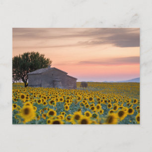 Flowers Sunflower Field Provence, France Postcard