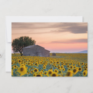 Flowers   Sunflower Field Provence, France Thank You Card