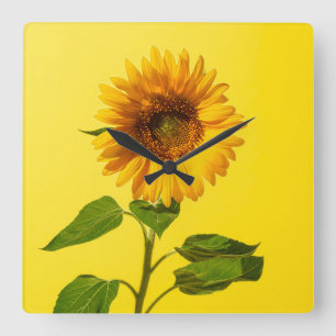Flowers   Sunflower on Yellow Square Wall Clock