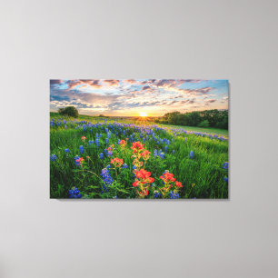 Flowers   Texas Bluebonnets & Indian Paintbrush Canvas Print