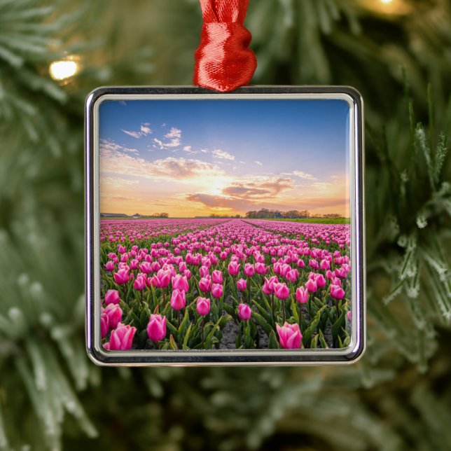Flowers | Tulips South Holland, Netherlands Metal Ornament (Tree)