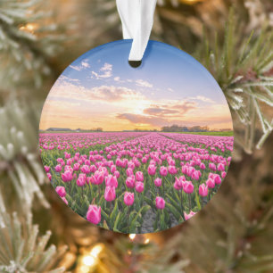 Flowers Tulips South Holland, Netherlands Ornament