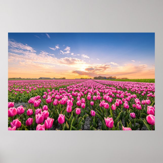 Flowers | Tulips South Holland, Netherlands Poster (Front)