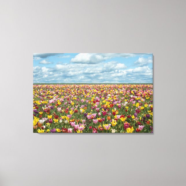 Flowers | Tulips Willamette Valley Oregon Canvas Print (Front)