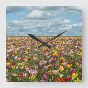 Flowers Tulips Willamette Valley Oregon Square Wall Clock
