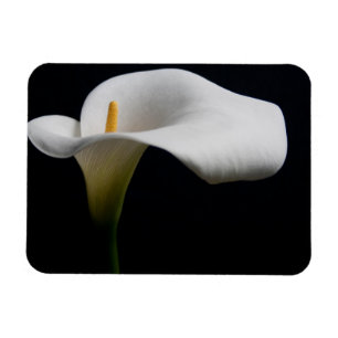 Flowers   White Calla Lily Magnet