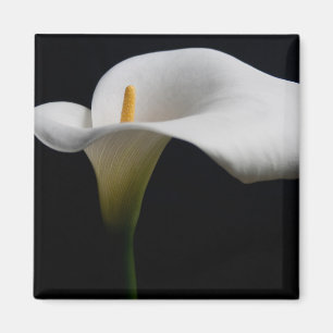 Flowers White Calla Lily Magnet
