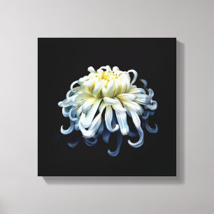 Flowers White Chrysanthemum Canvas Print