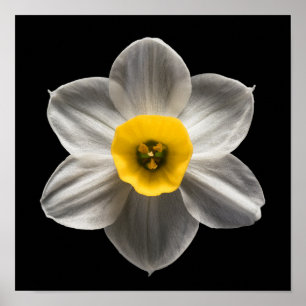 Flowers   White Daffodil Flower Poster