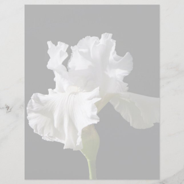 Flowers | White Iris (Front)