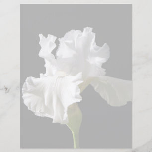 Flowers White Iris