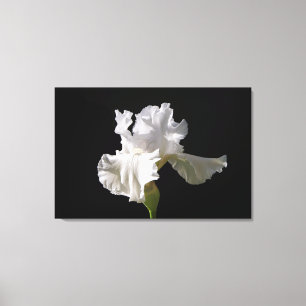 Flowers   White Iris Canvas Print