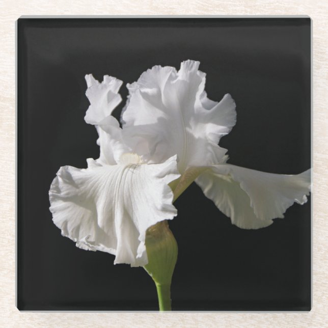 Flowers | White Iris Glass Coaster (Front)