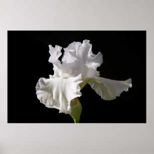 Flowers   White Iris Poster